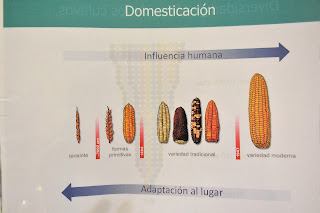 Biodiversidad en maíz