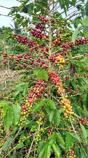 Kebun Kopi