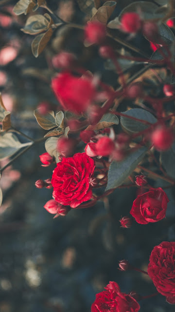 Wallpaper Rose, Bush, Bloom, Garden, Red