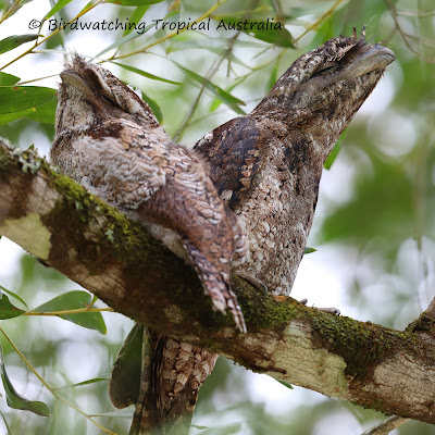 Cape York Birding Tours