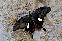 Papilio helenus