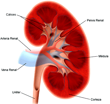 Imagen riñón y su anatomía señalando sus partes