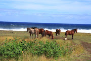 Easter Island pictures (img )