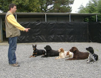 Los concursos de obediencia Canina