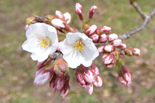 東海村石神城址公園の桜