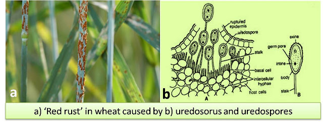 5 Stages in Life cycle of Puccinia