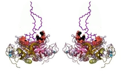 Tyrosine protein kinases belonging to the Btk/Itk/Tec subfamily  http://smart.embl-heidelberg.de/smart/do_annotation.pl?ACC=SM00107