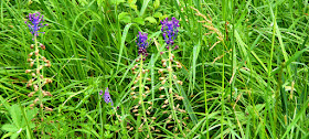 Tassle Hyacinth Leopoldia comosa.  Indre et Loire, France. Photographed by Susan Walter. Tour the Loire Valley with a classic car and a private guide.