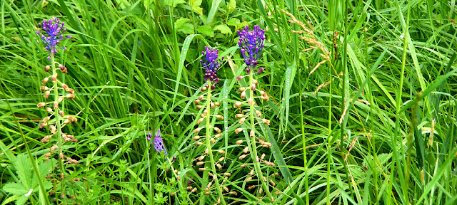 Tassle Hyacinth Leopoldia comosa.  Indre et Loire, France. Photographed by Susan Walter. Tour the Loire Valley with a classic car and a private guide.