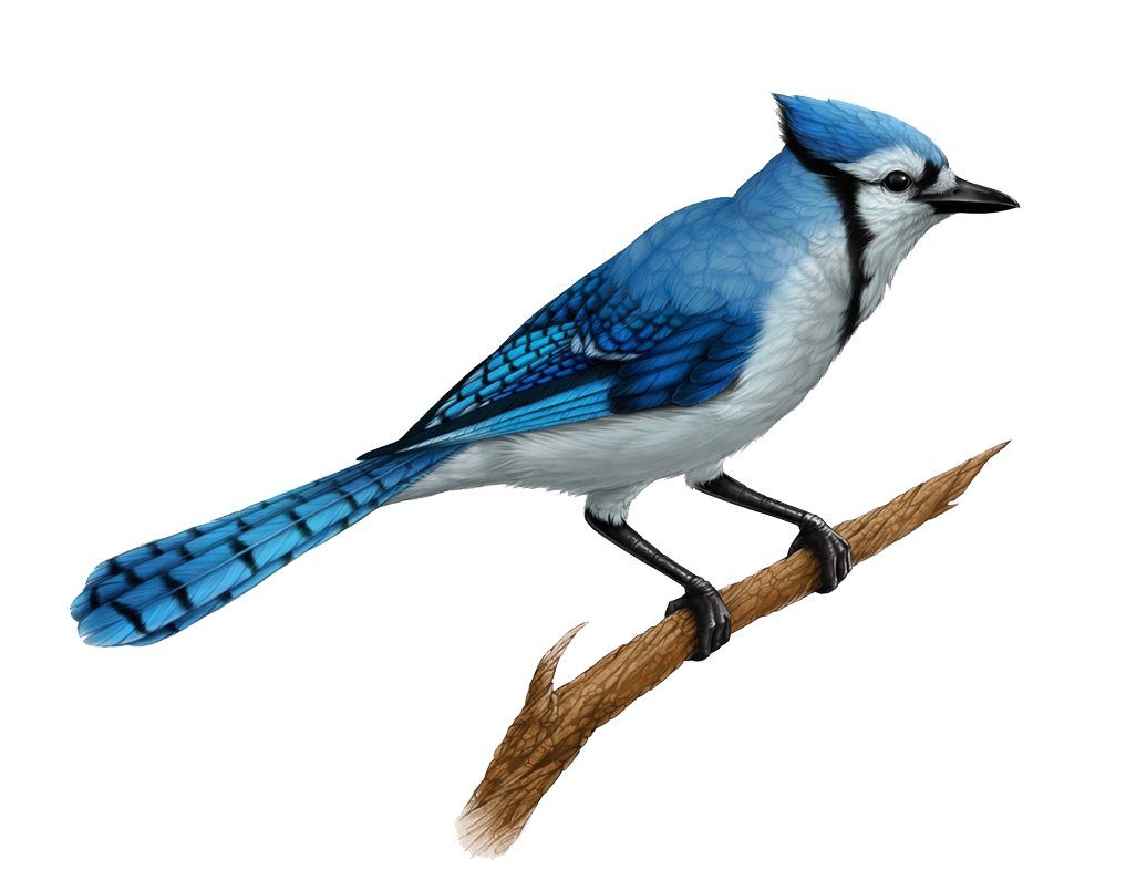 Birds and animals: Blue Jay