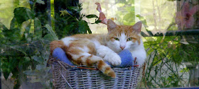 Cat in conservatory.  Indre et Loire, France. Photographed by Susan Walter. Tour the Loire Valley with a classic car and a private guide.