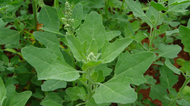 Medicinal Plants Found in Terai Region of Nepal