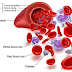 Refleksi Sains : Sistem transportasi peredaran darah pada manusia