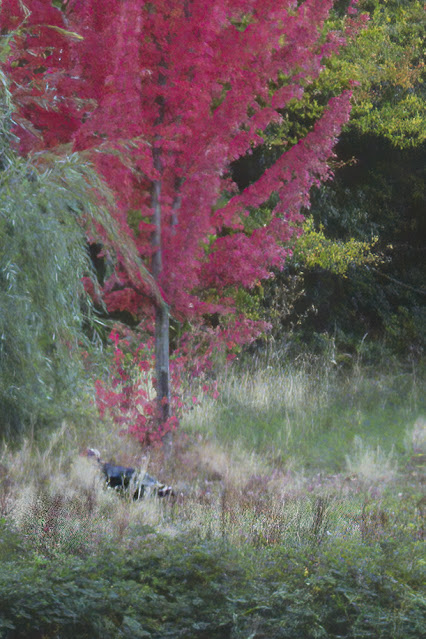 Turkey Walks Among Fall Foliage Near Apple Hill Placerville California