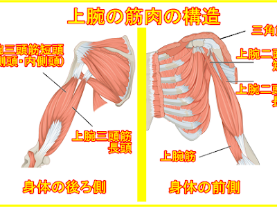 【ベストコレクション】 首 肩 筋肉 名前 604365-首 肩 筋肉 名前