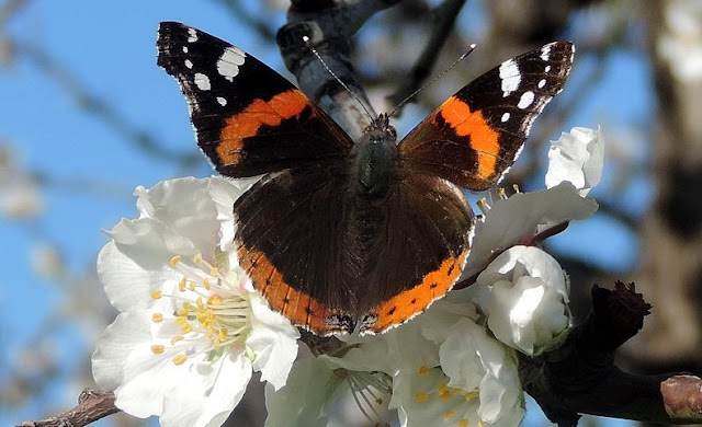 Red Admiral butterfly - Vanessa atalanta