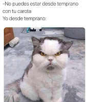 gato enojado humor