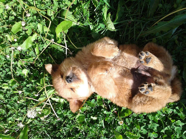 cute sleeping puppies, cute puppy sleeps in adorable position