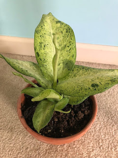 Dumb Cane Dieffenbachia Care including watering, light, soil, pot, issues, pests, spider mites, and propagation.