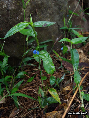 Commelina diffusa