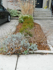 Toronto Front Yard Oakwood Vaughan Fall Cleanup After by Paul Jung Gardening Services--a Toronto Gardening Company