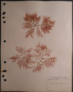 Algae sample from Woods Hole, 1929