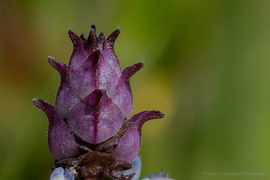 Small Wild Flower Canon 100-400mm f/4.5-5.6L IS USM Lens / Canon 500D Close-Up Lens Filter Copyright Vernon Chalmers