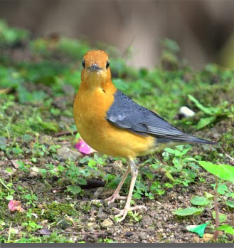 burung anis merah