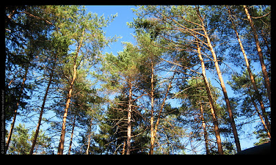 Blue Skies - CC Licensed - by Sybren Stüvel - http://www.flickr.com/photos/sybrenstuvel/520362534/