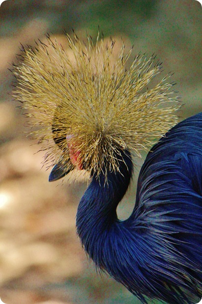 Zoo6 309 Zoo6 309