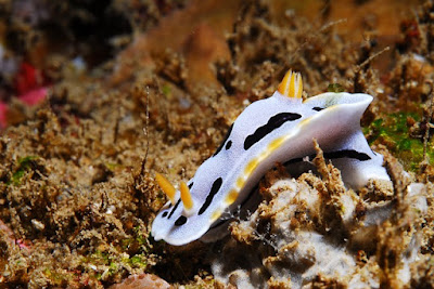 Nudibranch facts and information