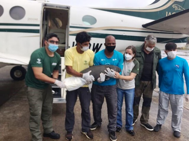 Após encalhar e ser resgatada no litoral do Piauí, filhote de peixe-boi é transferida para Pernambuco