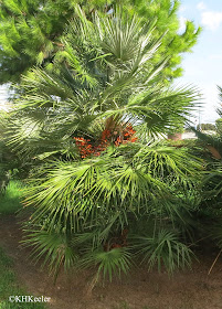 palm with fruits, Palma, Mallorca