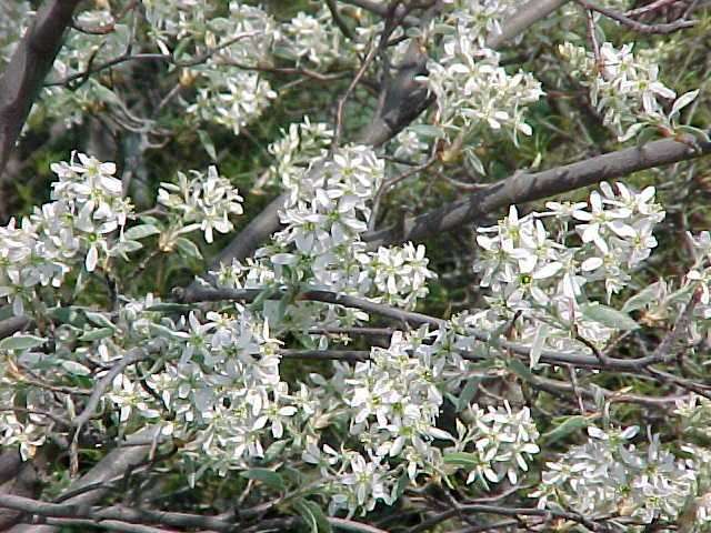 Autumn Billiance Serviceberry3