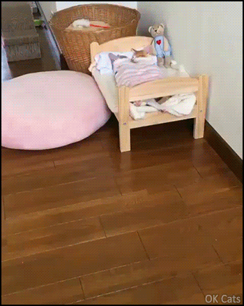 Cute Cat GIF • Adorable kitties taking a nap together in their small bed like kids. Cuteness overload [ok-cats.com]
