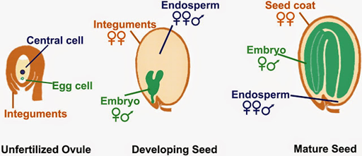 Embrión 2n y endospermo 3n. Los integumentos de la semilla son diploides y maternos, mientras que el integumento es triploide con doble cromosoma femenino y una serie masculino, el embrión si es diploide masculino y femenino.