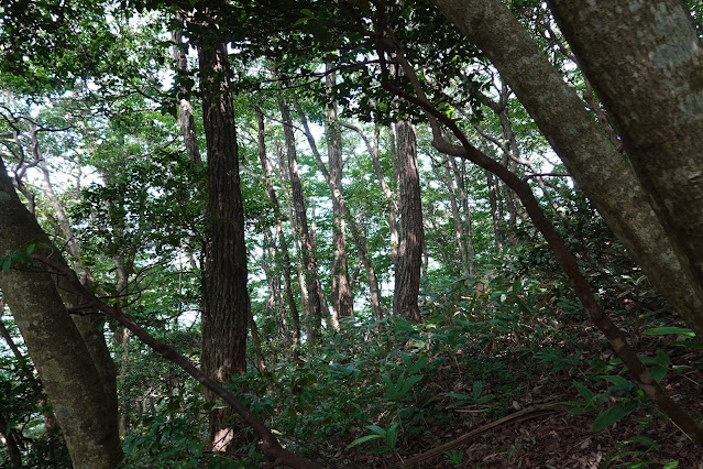 鳥取県西伯郡南部町東上　鎌倉山散策道　標高700m