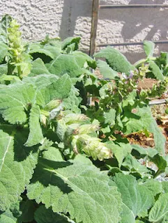 Clary Sage Photo