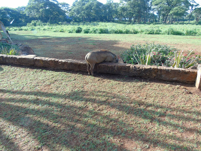 Warthog Giraffe Manor Nairobi