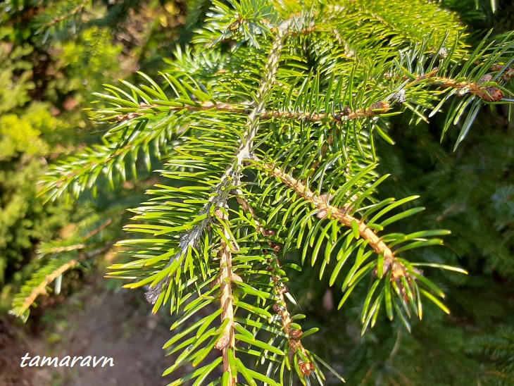 Ель аянская / Ель иезская (Picea ajanensis, =Picea jezoensis)