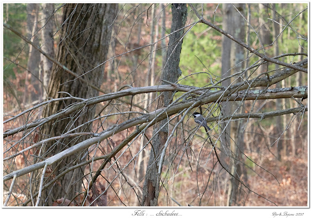 Fells: ... Chickadees...