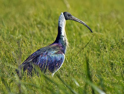 Ibis tornasol: Threskiornis spinicollis