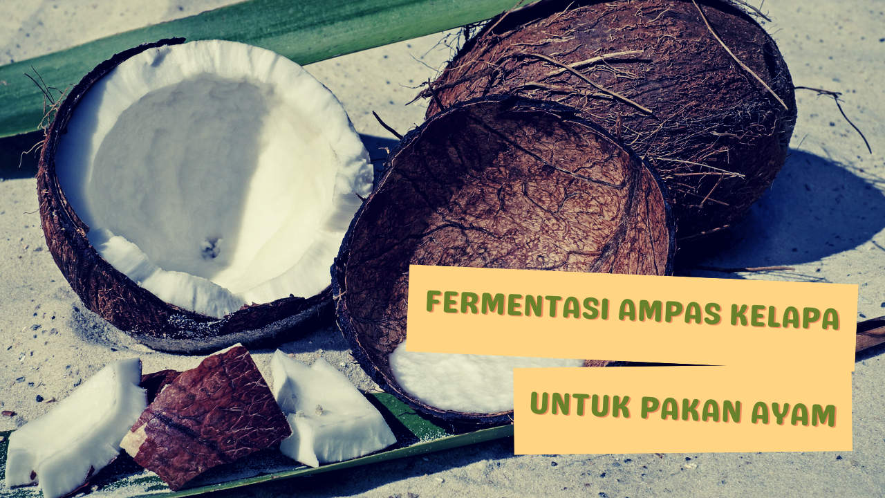 https://www.kerjaayam.com/2022/11/Fermentasi-ampas-kelapa-untuk-pakan-ayam-ternak.html