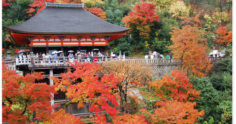 [遊記] 雨霧中的楓紅清水寺