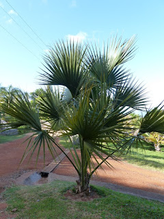 Sabal maritima 