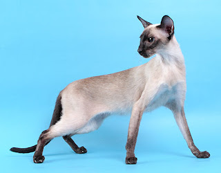 siamese cats character