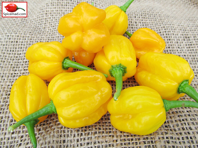 Papa Joe's Scotch Bonnet - 3rd September 2022