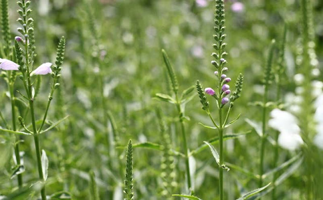 Physostegia Virginiana Flowers Pictures