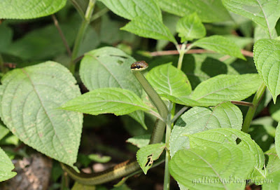 Common Bronzeback Tree Snake