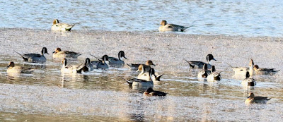 "Northern Pintail - Anas acuta, winter visitor a flock gathered together feeding on the placid duck pond Mount Abu."